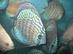 discus turquoise bleu