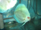 discus papillons bleu réalisé dans notre élevage en couleur bleu 