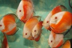 discus super melon