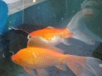 poissons rouge