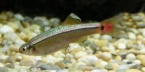 tanichtchys faux néon