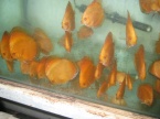 des jeune discus malboro