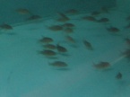 corydoras sterbai