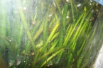plante aquarium