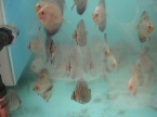 des jeune discus tuquoise et white 