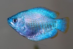 colisa lalia