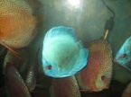 discus bleu réflèctions 