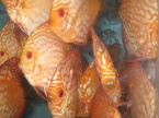 discus pigeon golden