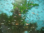 cardinalis 