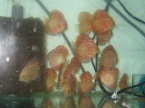 discus checkerboard
