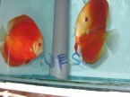 discus malboro super rouge