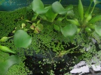 plante d'eau