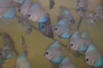 des jeunes discus bleu diamant