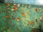 xipho et guppy