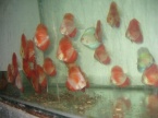 discus super melon