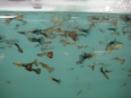 guppy