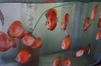 discus super melon rouge
