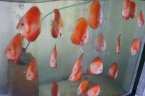 discus surper melon