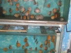 deux bac discus 