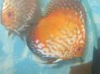 dicsus pigeon golden