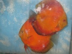 discus malboro