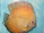  un mal discus melon