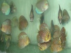 discus léopart et discus bleu diamant