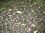 alevin poissons rouge 