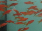 xipholyre rouge