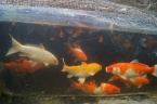 carp koï
