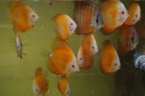 discus super melon