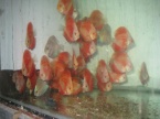 discus rouge
