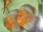 discus léopar golden