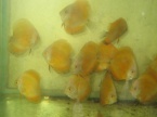 discus jaune
