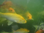 carp koï