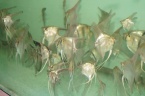 scalaire