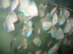 des jeune discus bleu diamant white bleu et papillons