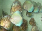 Discus bleu diamant et léopard