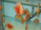 discus red white
