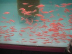 Danyo fluo
