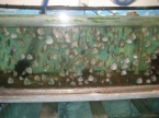 jeune discus de 5 A 6