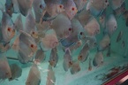 un groupe discus de la taille 8a9 cm