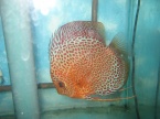 discus super éruptions