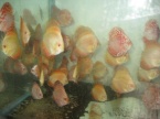 discus jaune 