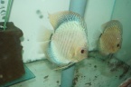 jeune discus super éruptions classe A