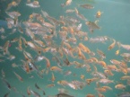 alevin carp koï