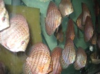 discus léopard