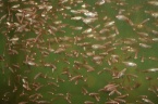 élevage de poisson