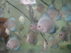 jeune discus en plaine croissance 