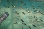 platy bleu